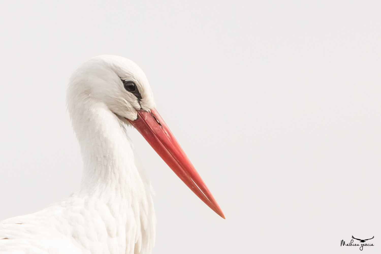 Cigogne blanche, Mathieu Garcia