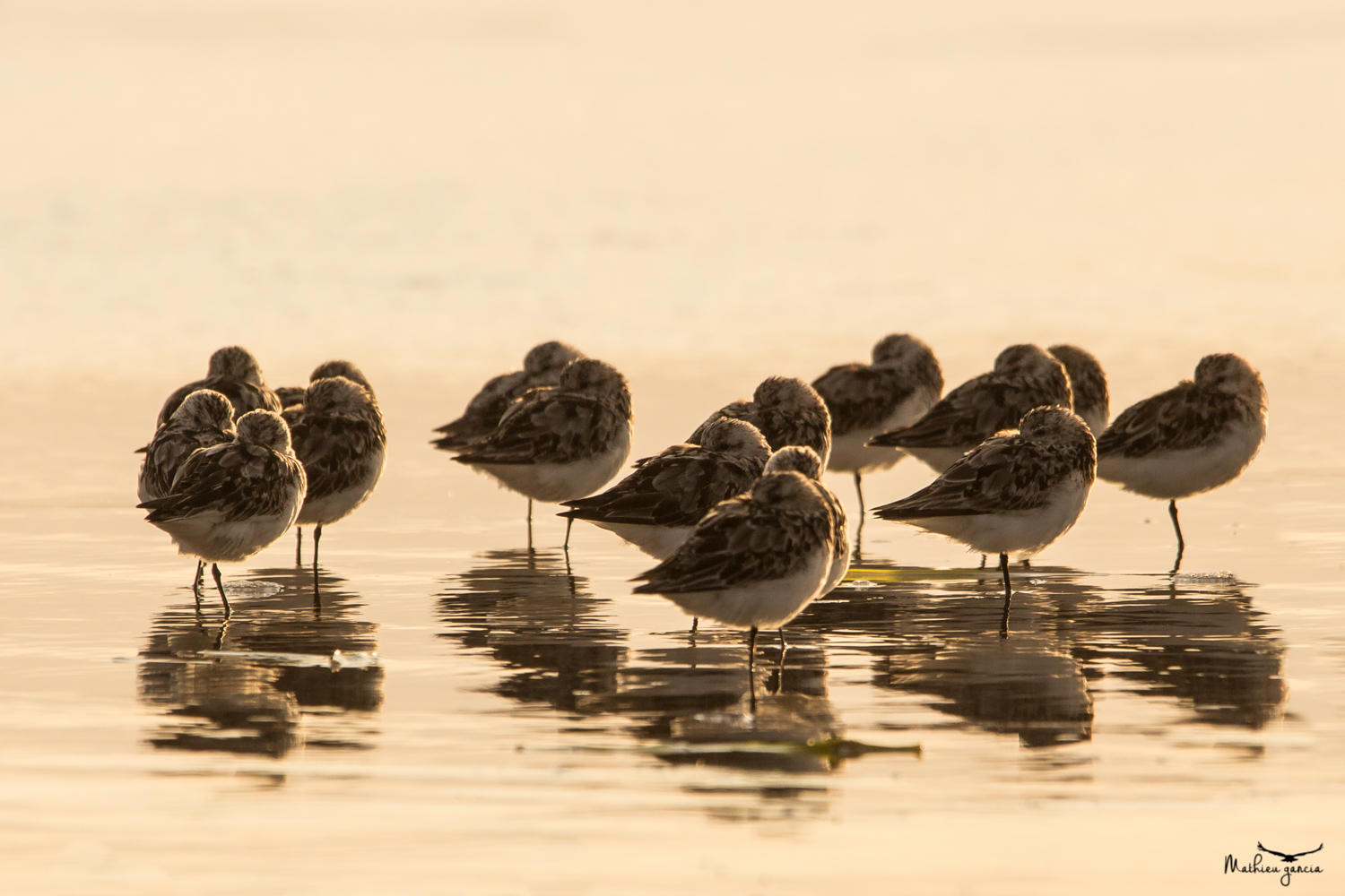 Bécasseaux sanderling, Mathieu Garcia