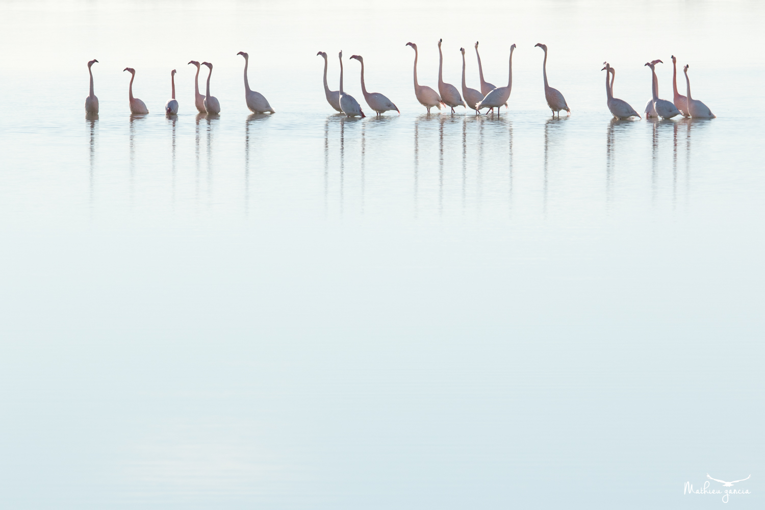Flamants roses, Mathieu Garcia