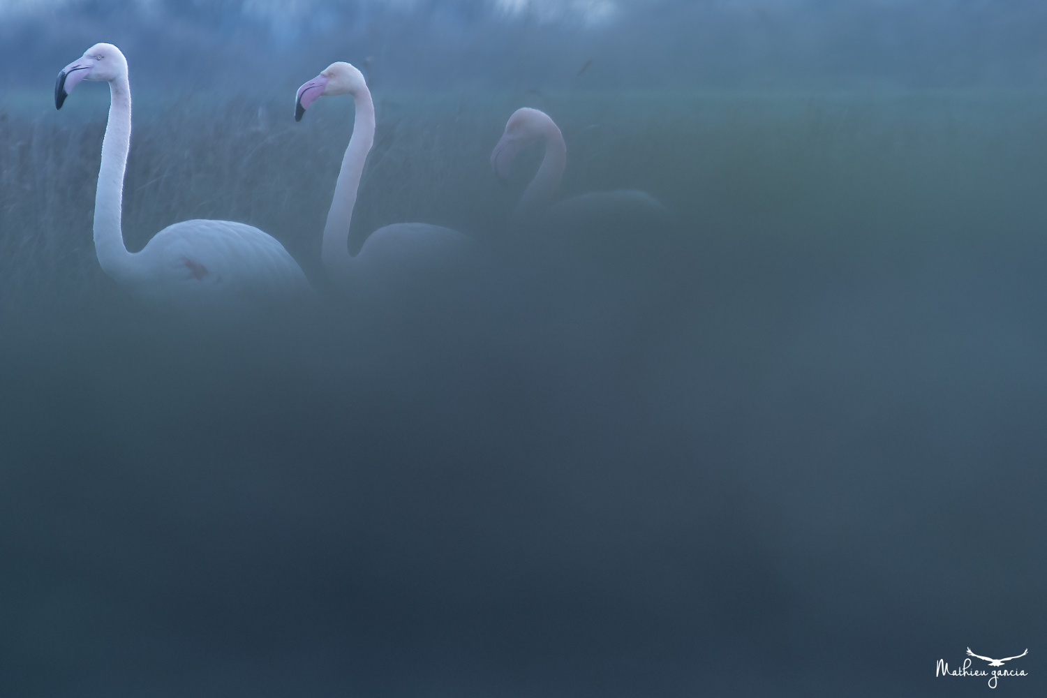 Flamants roses, Mathieu Garcia