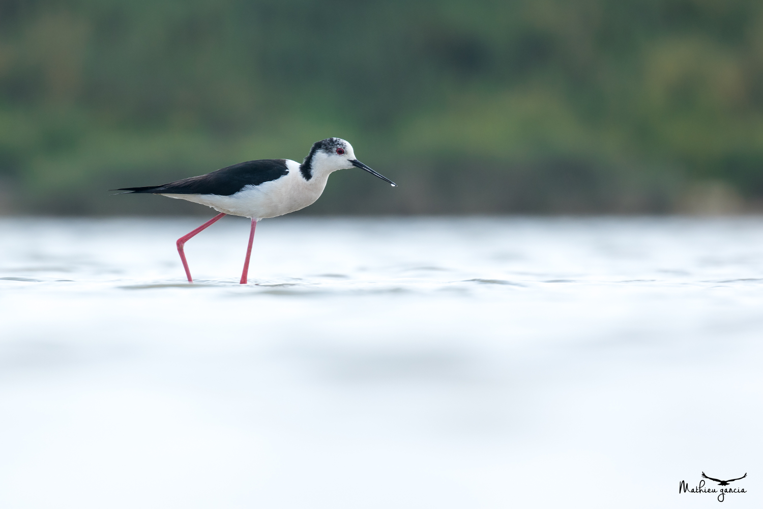 Echasse blanche, Mathieu Garcia