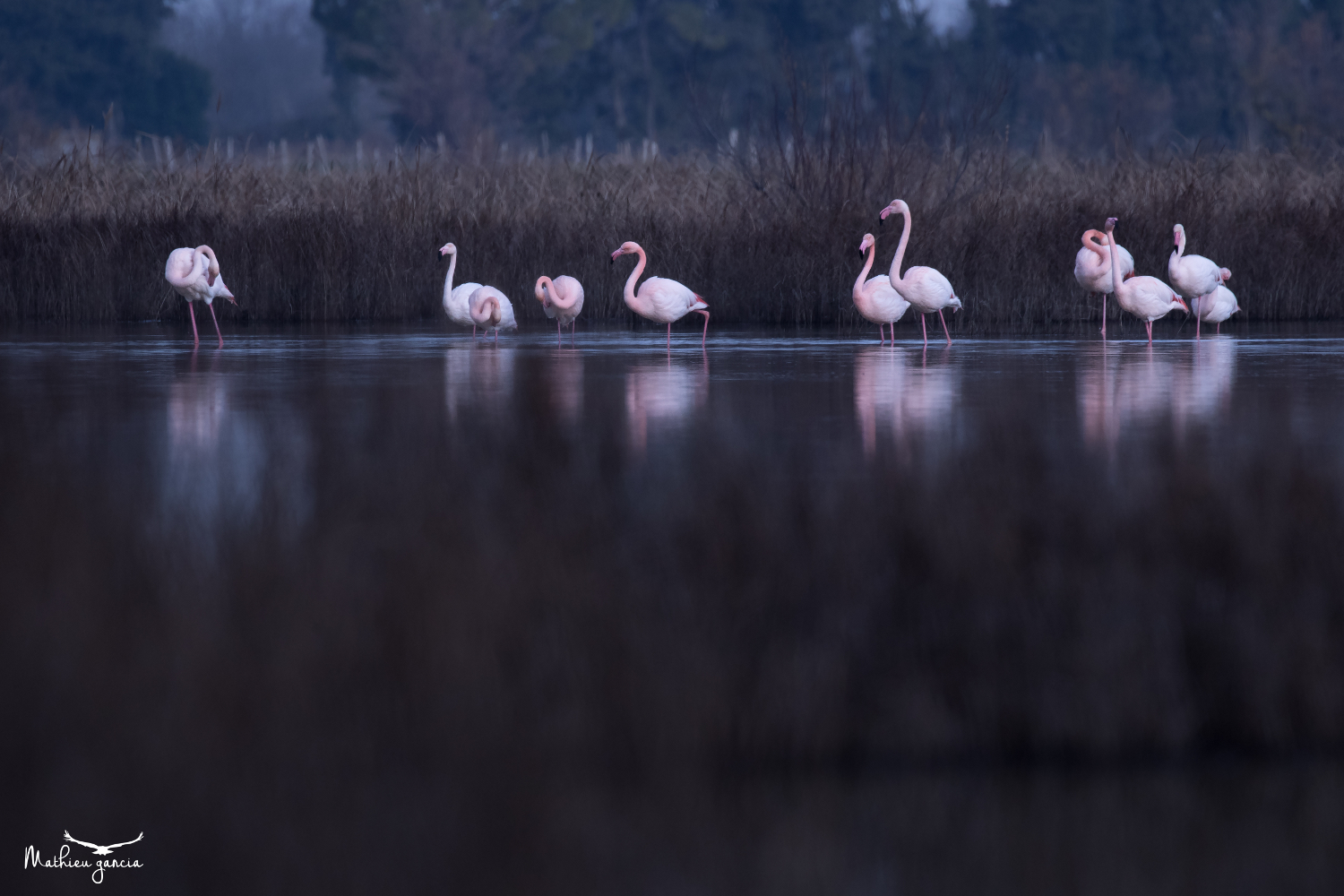 Flamants_roses_herault_Mathieu_Garcia