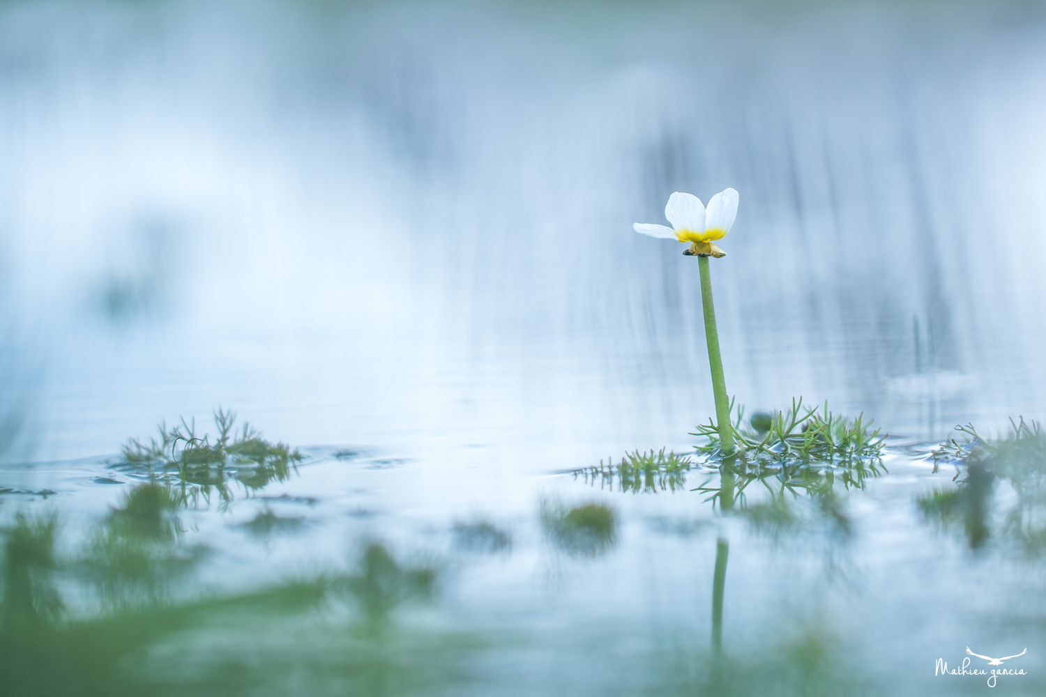 Renoncule aquatique, Mathieu Garcia