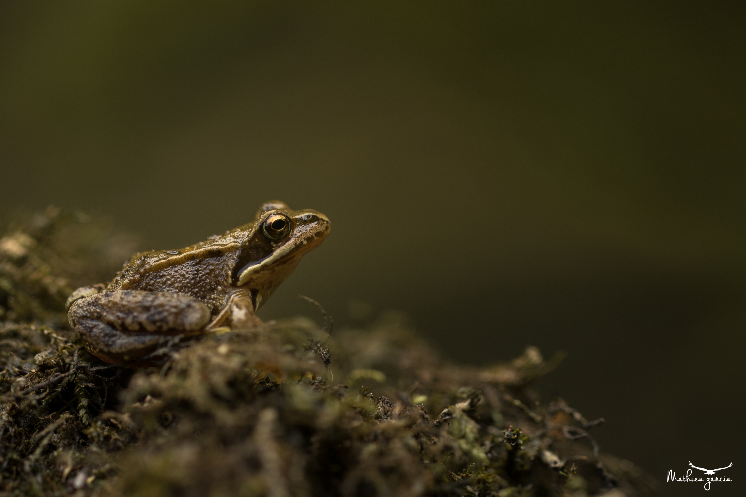 Grenouille rousse, Mathieu Garcia