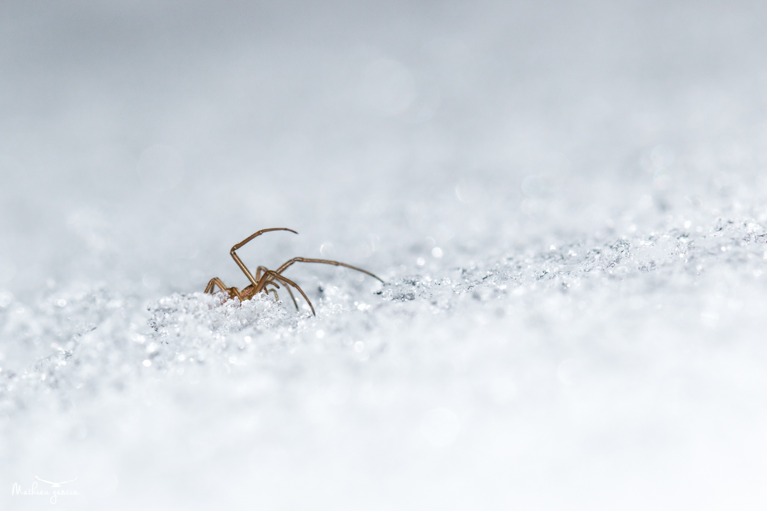 Araignée dans la neige, Mathieu Garcia