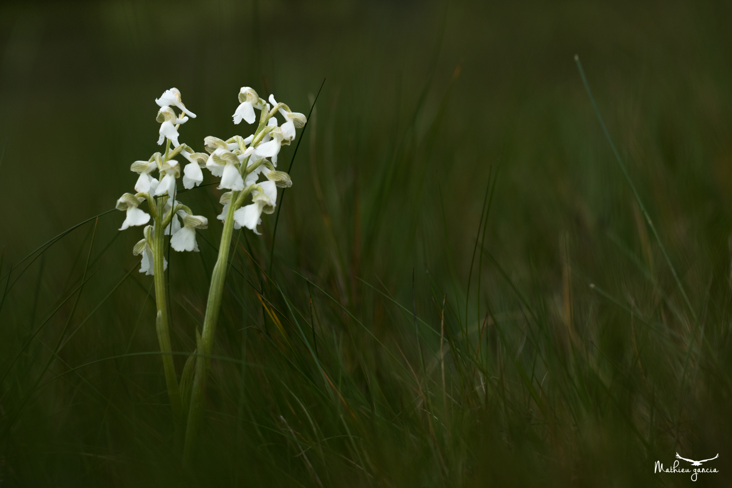 Orchis bouffon, Mathieu Garcia