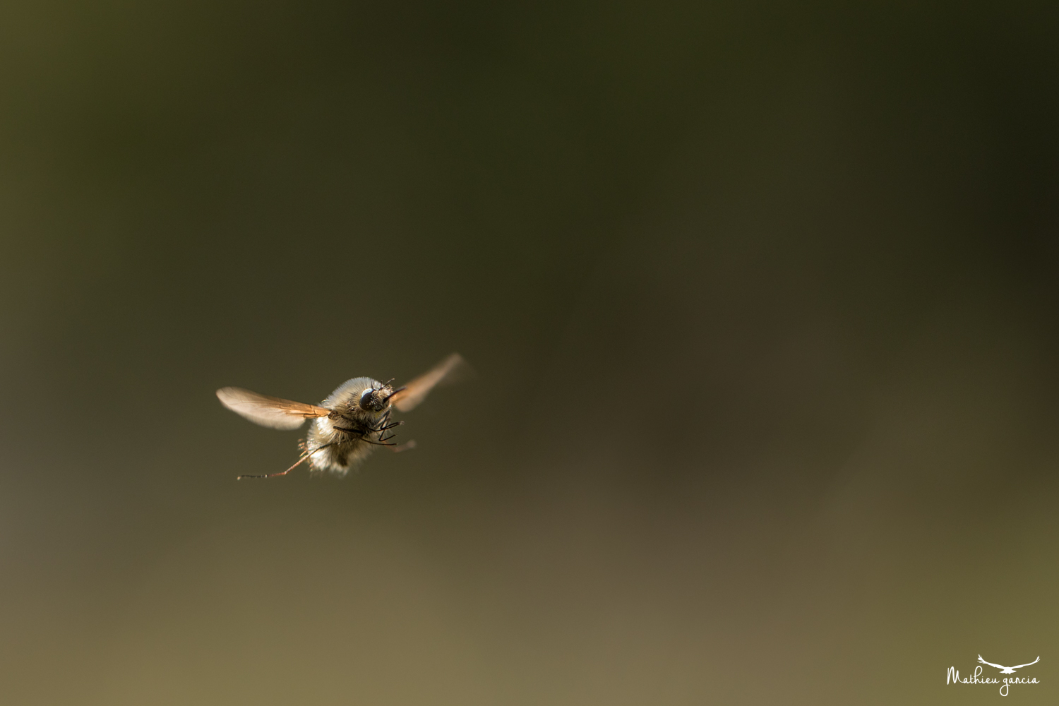 Bombyle, Mathieu Garcia