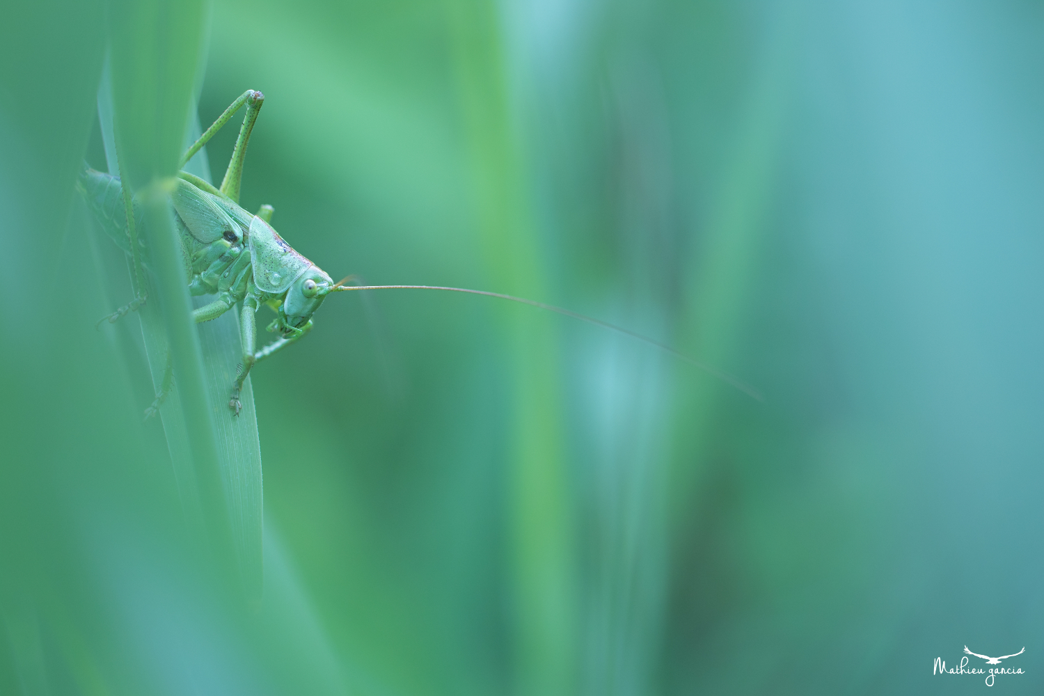 Sauterelle verte, Mathieu Garcia