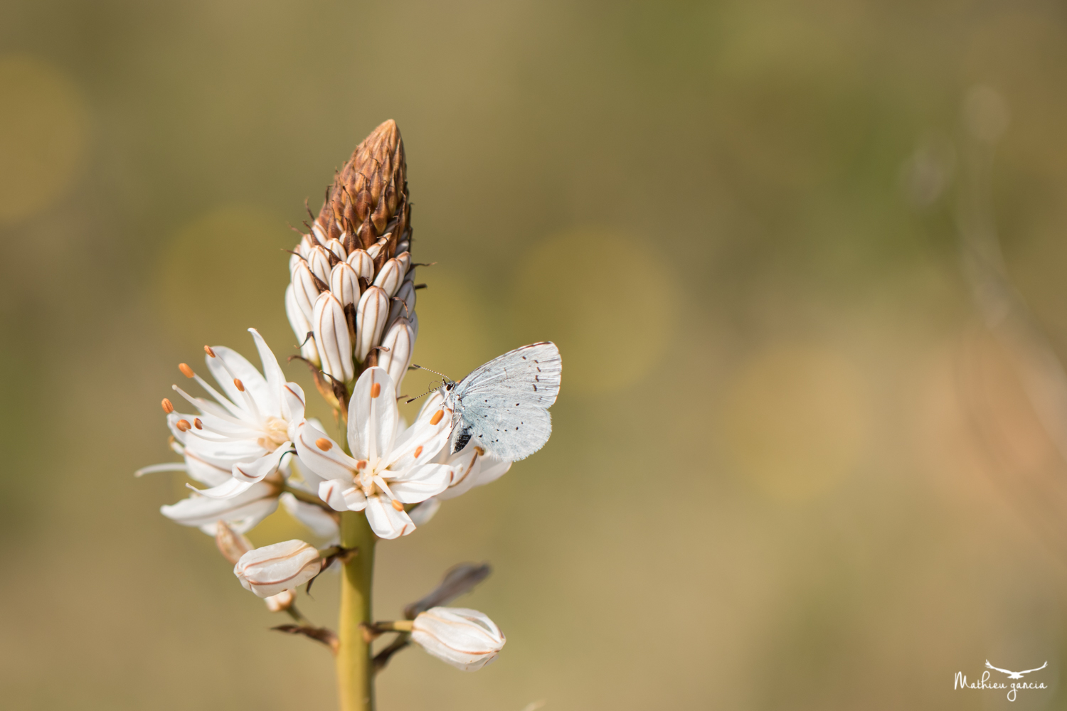 Azuré des nerpruns sur Asphodèle, Mathieu Garcia