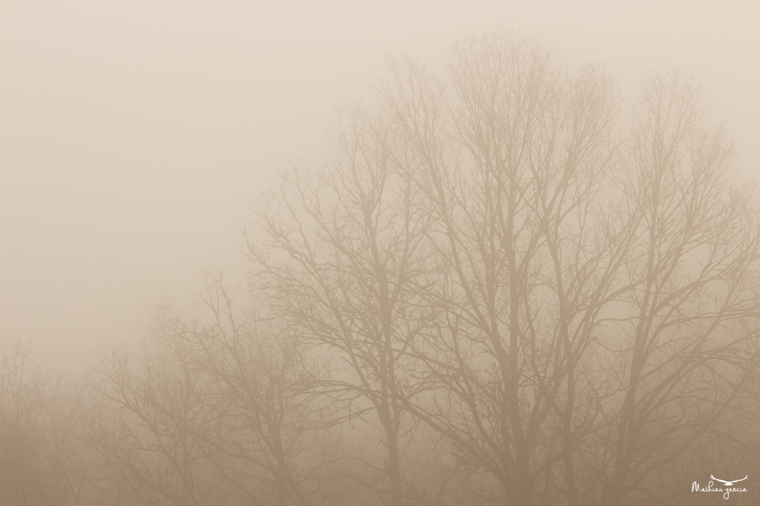 Forêt brumeuse Périgord, Mathieu Garcia