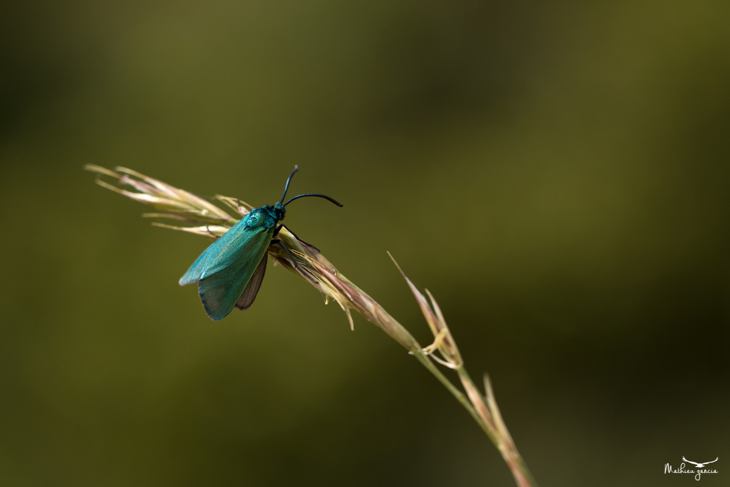 Zygène turquoise, Mathieu Garcia