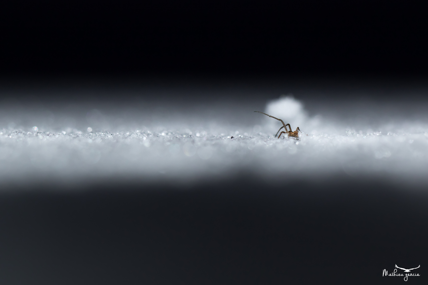 Araignée dans la neige, Mathieu Garcia