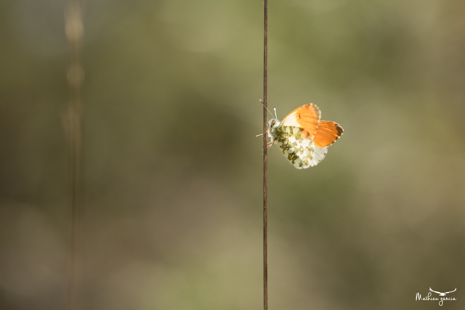 Papillon Aurore, Mathieu Garcia