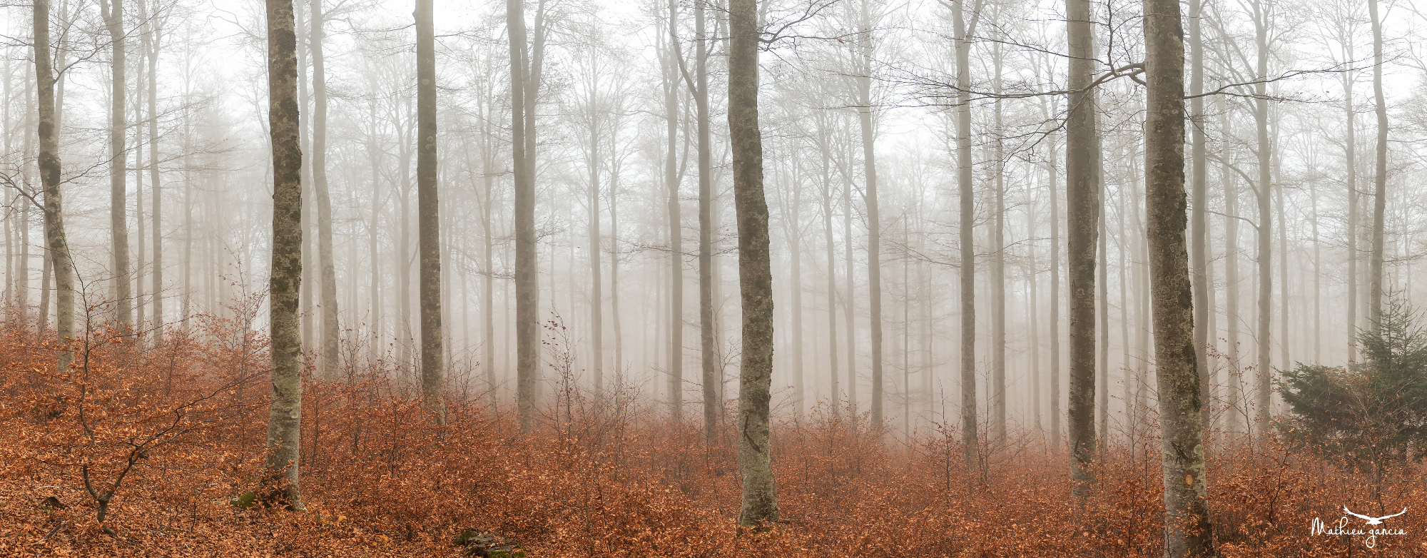 Forêt de Cévennes, Mathieu Garcia