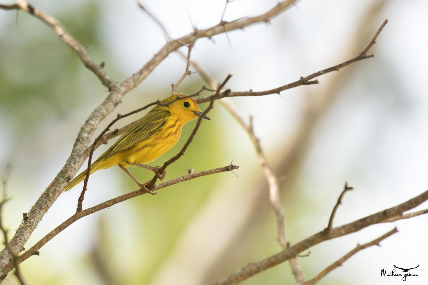 Paruline jaune mangroves, Mathieu Garcia