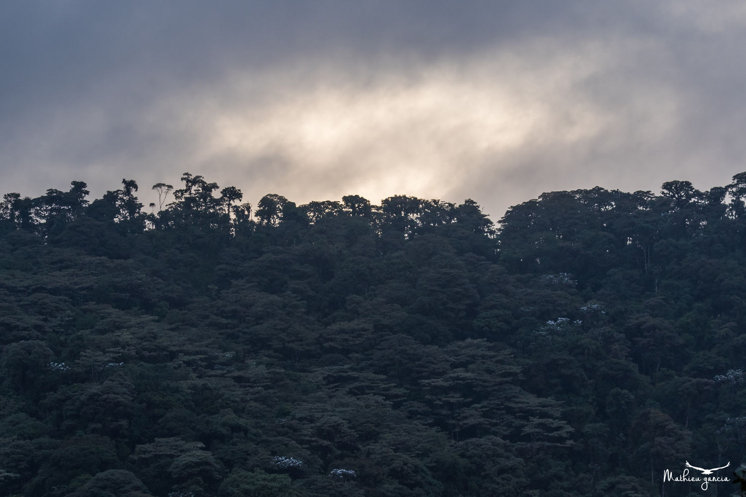 Cloudforest_Mathieu_Garcia