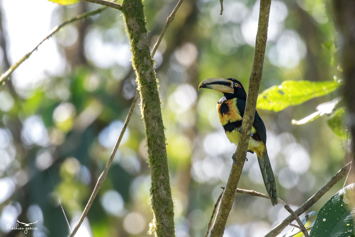 Aracari_Mathieu_Garcia