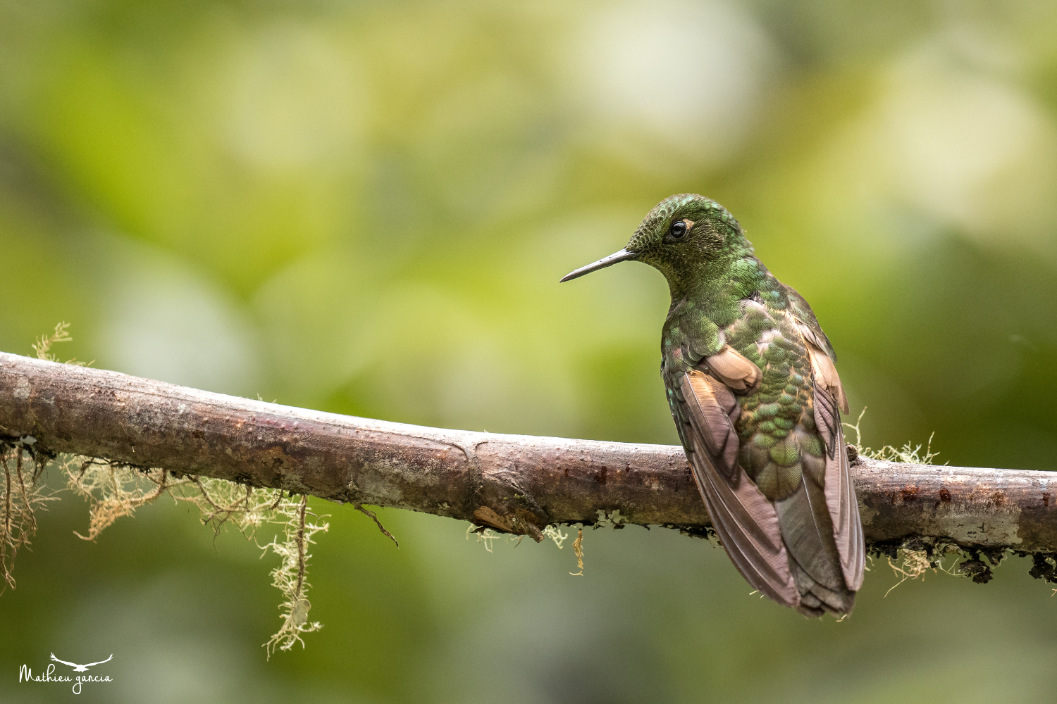 Buff-tailed Coronet_2_Mathieu_Garcia