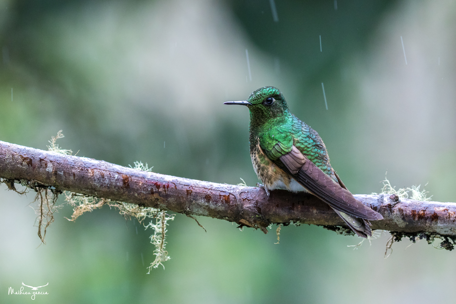 Buff-tailed Coronet_3_Mathieu_Garcia