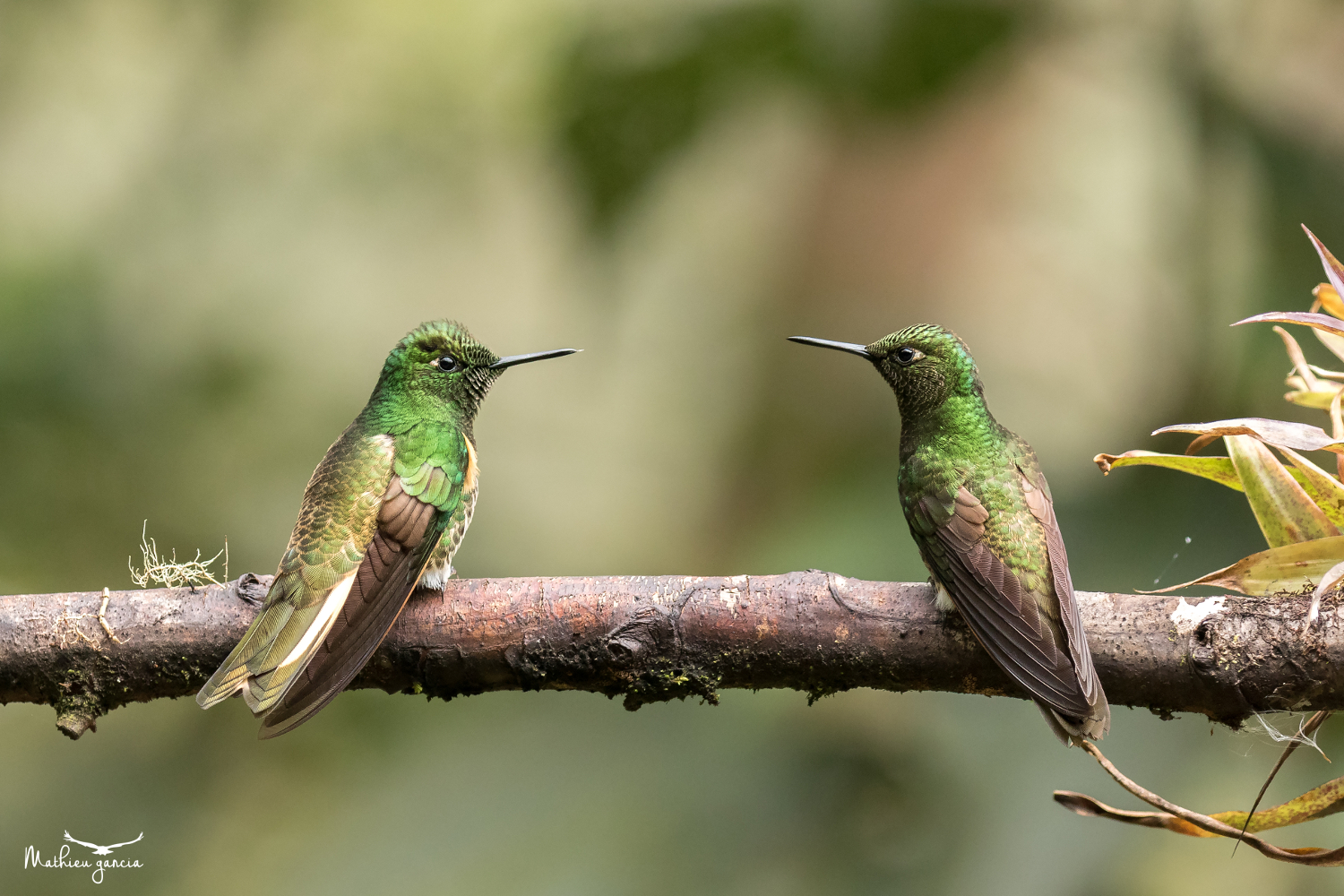 Buff-tailed Coronet_Mathieu_Garcia