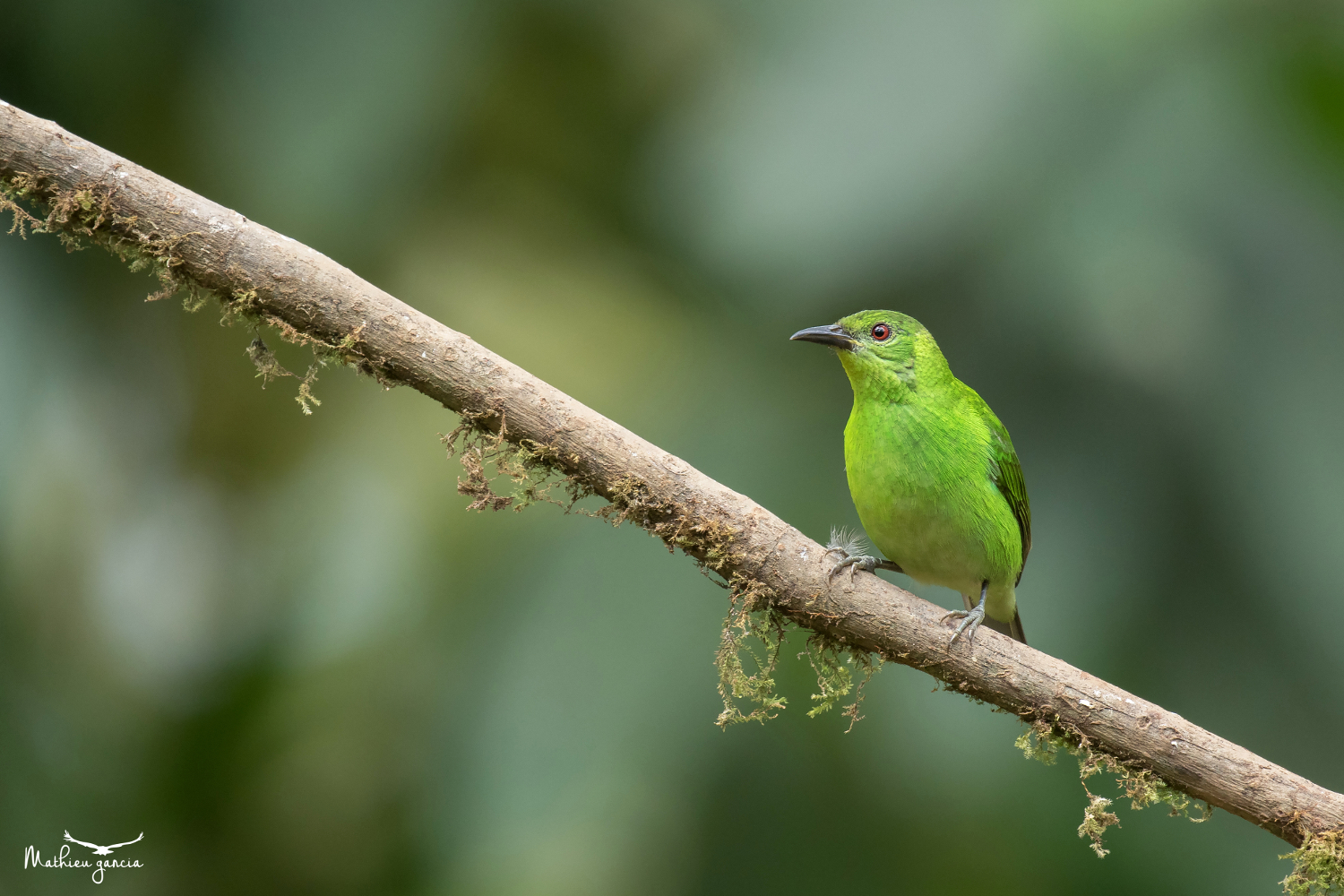 Green_honeycreeper_Mathieu_Garcia