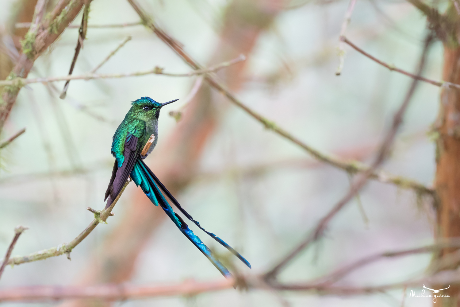 Long-tailed_sylph_Mathieu_Garcia