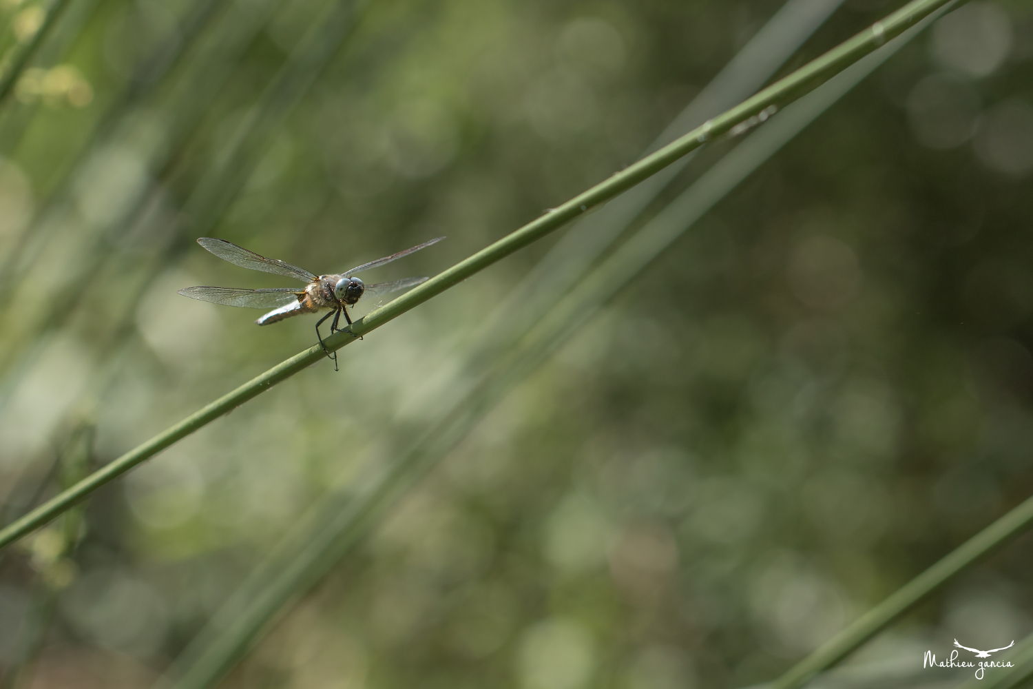Orthetrum_libellule_Mathieu_Garcia