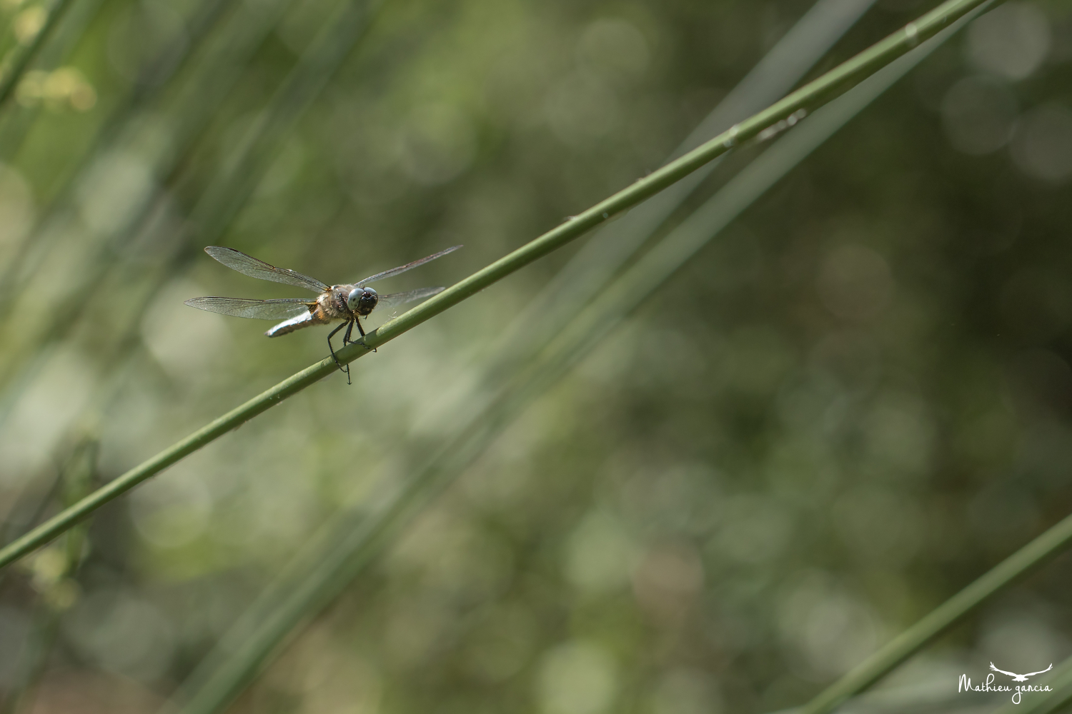 Orthetrum_libellule_Mathieu_Garcia