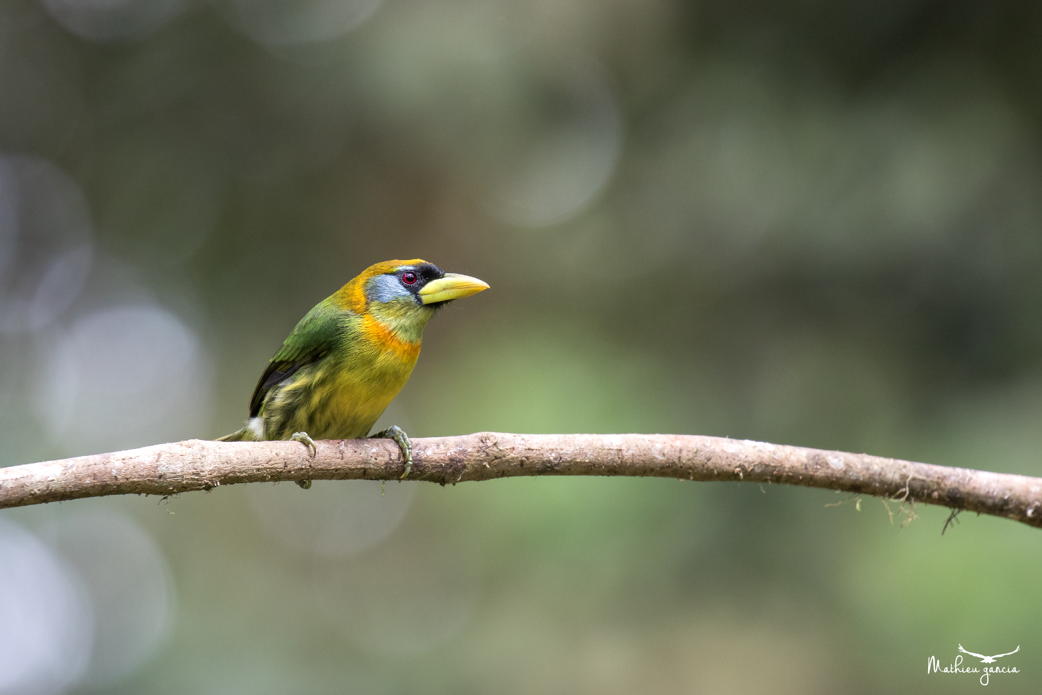 Red_headed_barbet_Mathieu_Garcia