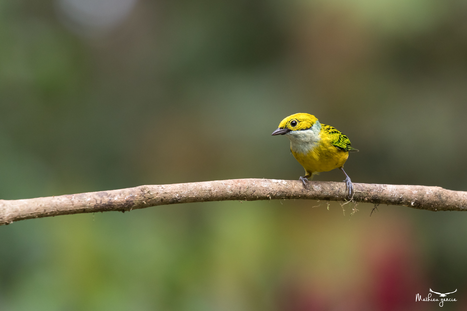 Silver_throated_tanager_Mathieu_Garcia