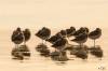 Bécasseaux sanderling