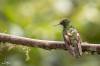 Buff-tailed Coronet, Colibri flavescent