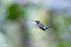 White-bellied woodstar, Colibri de Mulsant