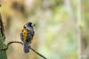 Toucan barbet, Cabézon toucan