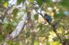 Masked trogon, Trogon masqué