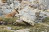 Chamois