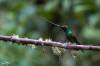 Sword- billed hummingbird, Colibri porte-épée