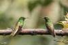 Buff-tailed Coronet, Colibri flavescent