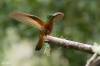 Chestnut-breasted Coronet, Colibri de Matthews