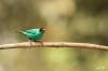 Green honeycreeper, Tangara émeraude