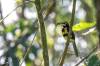 Pale-mandibled Aracari, Araçari à bec clair