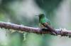 Buff-tailed Coronet, Colibri flavescent