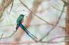 Long-tailed sylph, Sylphe à queue d'azur