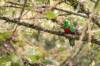 Crested quetzal, Quetzal antisien