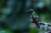 Buff-tailed Coronet, Colibri flavescent