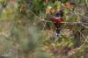 Masked trogon, Trogon masqué