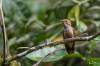 Brown violetear, Colibri de Delphine