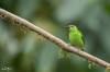 Green honeycreeper, Tangara émeraude