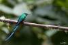 Long-tailed sylph, Sylphe à queue d'azur